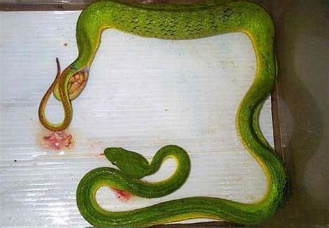 申時出生 蛇的顏色